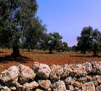 Dry stone walls in the Alto Salento countryside